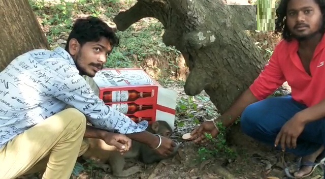 40 बंदरों के शव मिलने से मचा हड़कंप, स्थानीय लोगों ने लगाया जहर देने का आरोप...