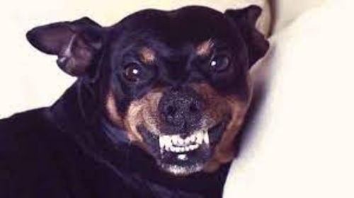 कुत्ता काटने पर लगेगा 10 हजार का जुर्माना, लिया गया ये बड़ा फैसला ...