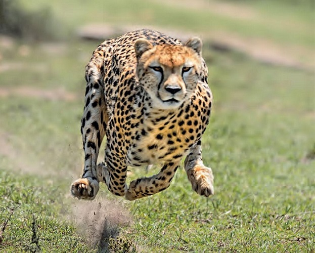 पिंजरे से बाहर आते ही 'ओबान' ने पहले माहौल देखा, फिर लगाई दौड़...