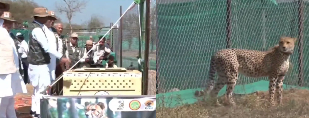 सीएम शिवराज ने कूनो में छोड़े 12 चीते