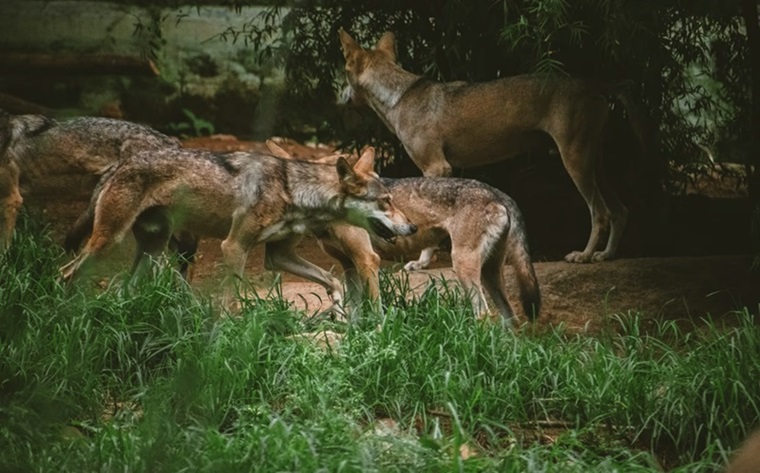 बहराइच के 35 गांवों में आदमखोर भेड़ियों का आतंक