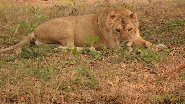 इटावा लायन सफारी में शेरनी जेनिफर ने शावक को दिया जन्म