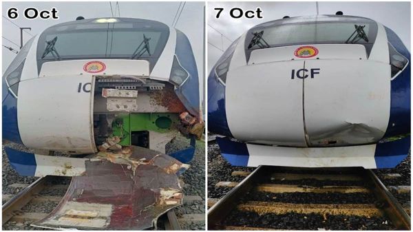 देसी बुलेट ट्रेन : भैंसों के बाद गाय टकराई, 2 दिन में दूसरी बार हादसा