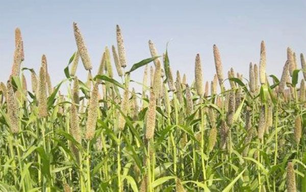 केन्&zwj;द्र सरकार ने मोटे अनाज के निर्यात को विश्&zwj;वभर में बढ़ावा देने के लिए कार्य योजना बनाई