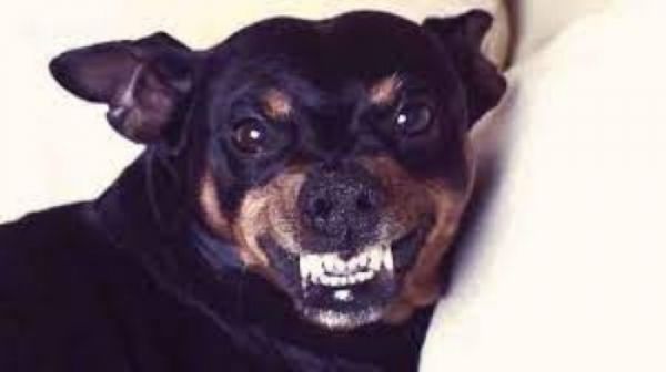 कुत्ता काटने पर लगेगा 10 हजार का जुर्माना, लिया गया ये बड़ा फैसला ...