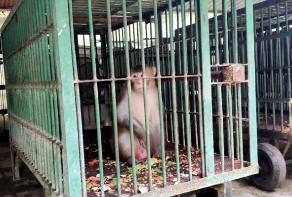 रिहा नहीं होगा कालिया... ताउम्र रहेगा बंद... महिला-बच्चे कांपते थे उसके नाम से...