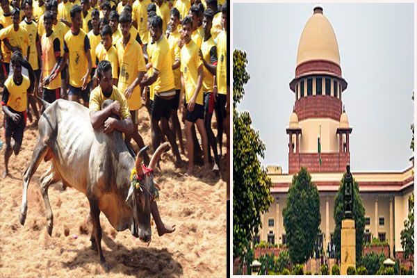  सुप्रीम कोर्ट ने तमिलनाडु के जल्लीकट्टू को दी इजाजत