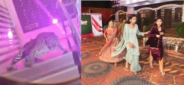 शादी समारोह में घुसा तेंदुआ, मची अफरातफरी, वन अधिकारी समेत कई घायल