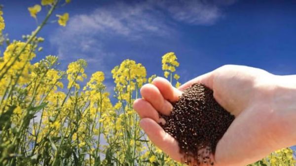 प्रधानमंत्री श्री नरेंद्र मोदी ने मन की बात में नेचर फॉर्मिंग को बढ़ावा देने, खाद्यान्न उत्पादन में रिकॉर्ड बढ़ोत्तरी की प्रशंसा