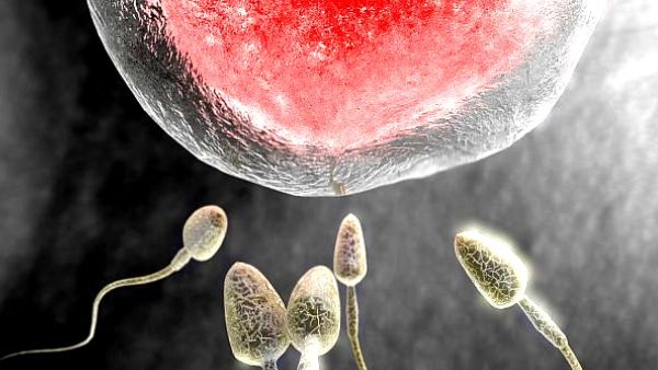  अंतरिक्ष में कैसे होगा प्रजनन? जानने के लिए स्पेस स्टेशन में बंदर भेजेंगे चीनी वैज्ञानिक