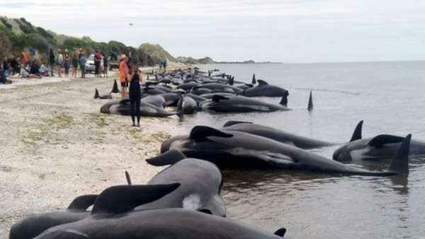  न्यूजीलैंड में फंसी लगभग 500 व्हेल मछलियों की मौत, खतरनाक शार्क की वजह से कोई नहीं कर पाया मदद