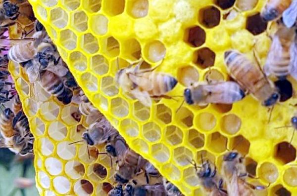 छत्ता निर्माण की साझा ज्यामिति