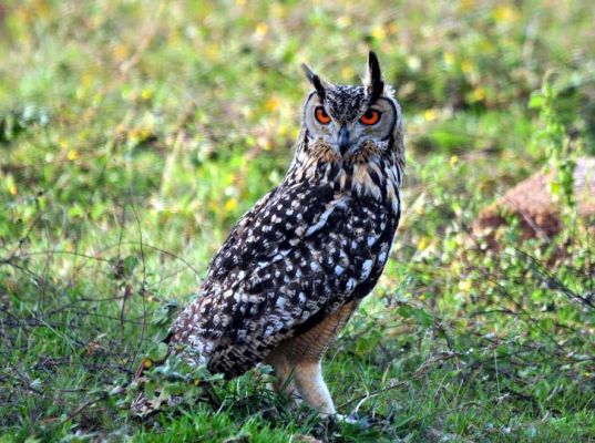 रहस्यमय भारतीय चील-उल्लू